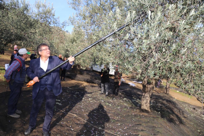 Başkan Arslan öğrencilerle zeytin hasadı yaptı