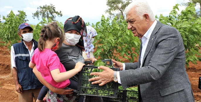 Büyükşehir İpekböcekçiliğini Destekliyor Muğla Kazanıyor 