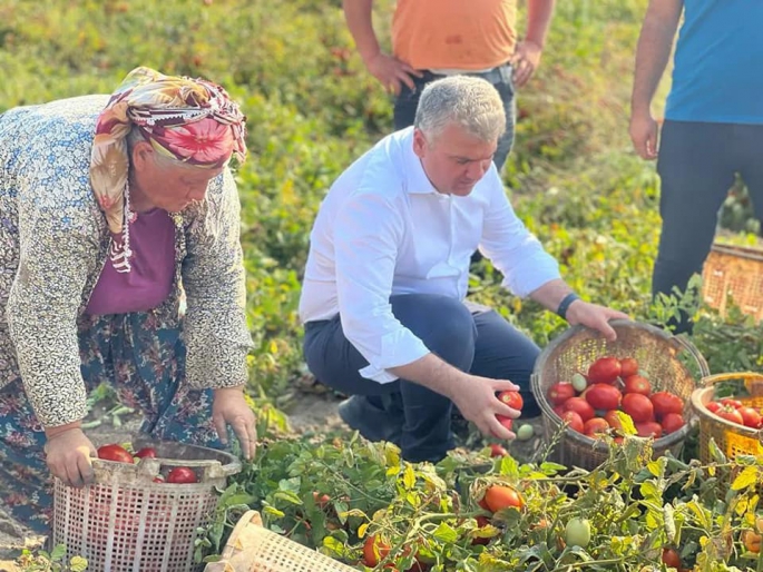 Canbey çiftçiler ile birlikte domates ve biber hasadı yaptı