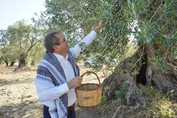 DÜNYA ZEYTİN AĞACI GÜNÜ KUTLU OLSUN