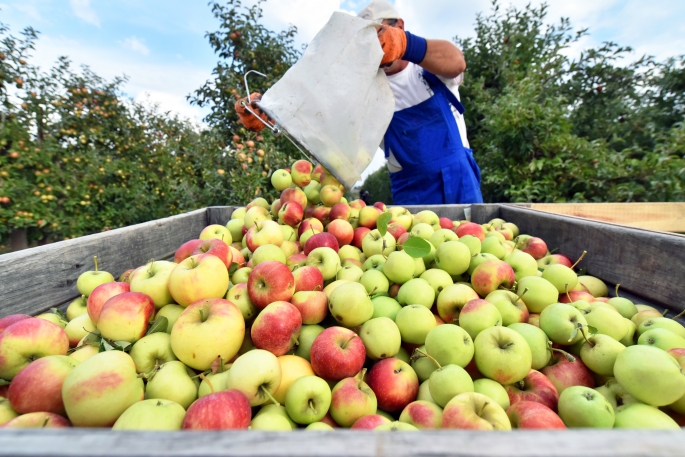 Egeli yaş meyve sebze ihracatçıları Asya pazarına odaklandı