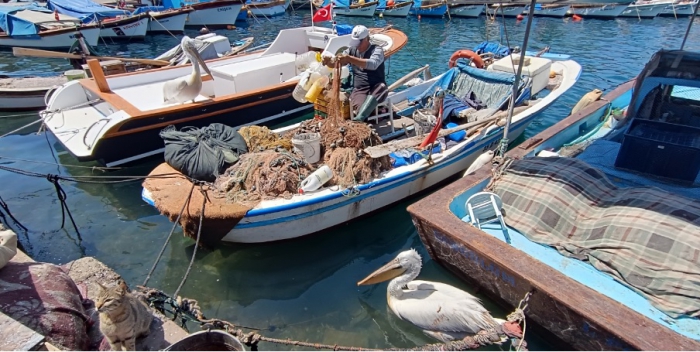 Foça'da Balıkçı Dostu Pelikanlar: Pakize ve Osman Fotoğraf Pozları Veriyor