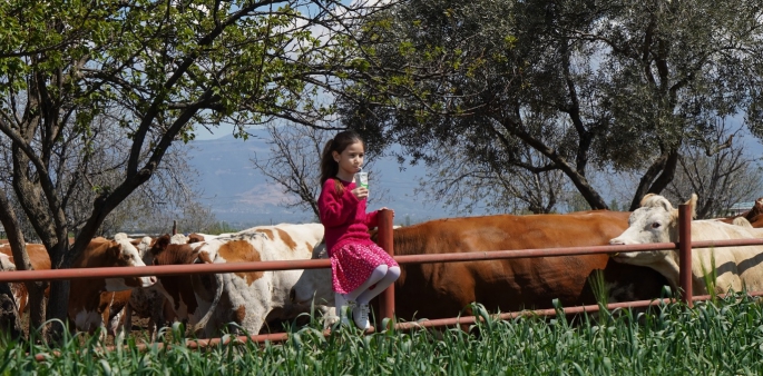 Günde 3 milyon litre çiğ süt işliyor