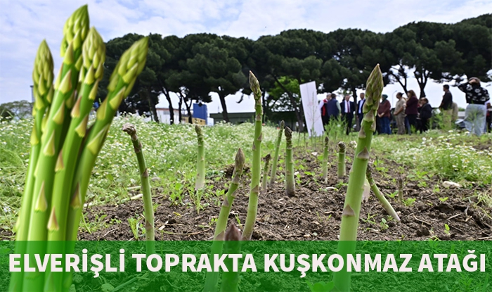 İzmir'de Kuşkonmaz Üretimi Hız Kazandı: 17 Bin Fide Toprakla Buluştu