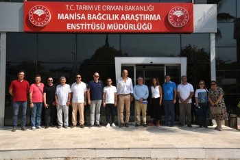 “Borsakarası”; mavi-siyah ve orta erkenci bir çeşittir.