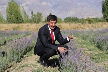 Erzincan'da Lavanta yağ oranının yüksek çıkması hedefleniyor