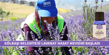 Gölbaşı Belediyesi Lavanta hasat mevsimi başladı
