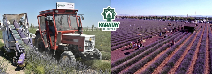 Konya Karatay'da Lavanta hasadı yapıldı