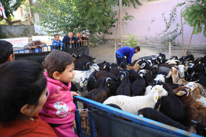 Muğla Büyükşehir 156 adet kıl keçisi dağıttı