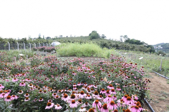 Ordu Büyükşehir tıbbi aromatik bitki üzerine yoğunlaştı