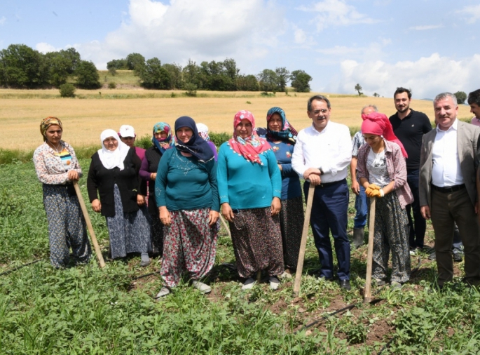 Samsun'da 255 bin 500 adet tıbbi ve aromatik bitki fidesi dağıtıldı.