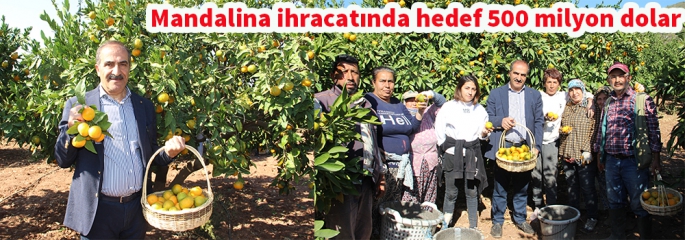 Satsuma mandalina ihracatında Rusya lider