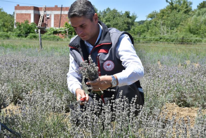 Sinopta ilk hasat Lavanta sevinci