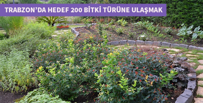 Trabzon tıbbi aromatik bitkilerde 200 türe ulaşmayı hedefliyor