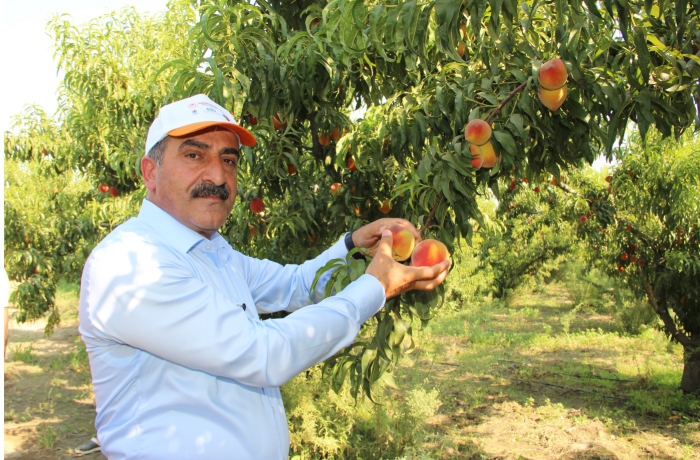 Türkiye'nin Şeftali ve Nektarin İhracatında Rekor Artış: 250 Milyon Dolar Hedefi