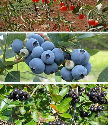 Yaban Mersini Goji Berry ve Aronya dikimi yapıldı.