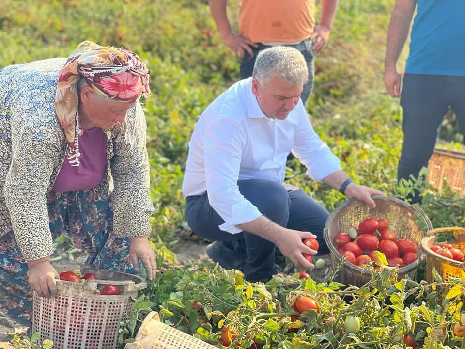Canbey çiftçiler ile birlikte domates ve biber hasadı yaptı