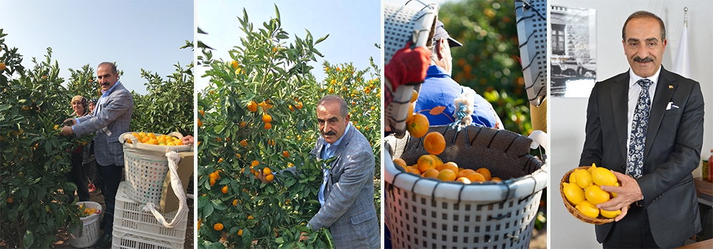 2023/24 sezonunda narenciyede beklenti yüksek